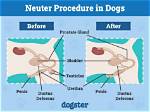 When Neutering a Dog?