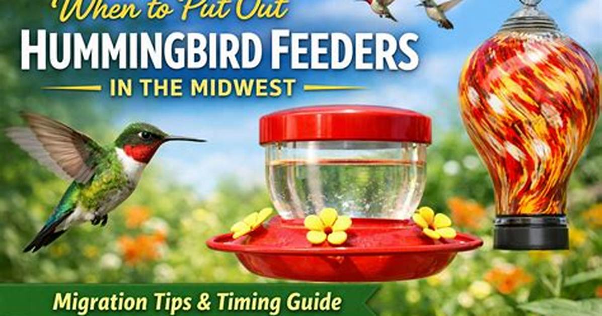 When Should You Put Bird Feeders out?