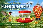 When Should You Put Bird Feeders out?