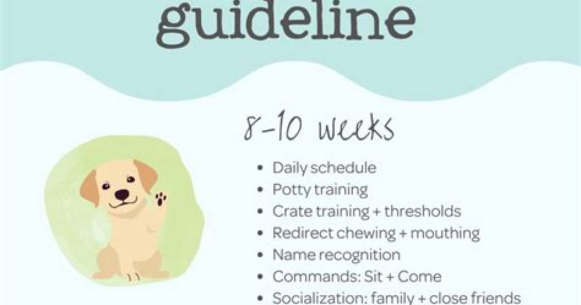 When Should You Start Training a Puppy to Walk on a Leash?
