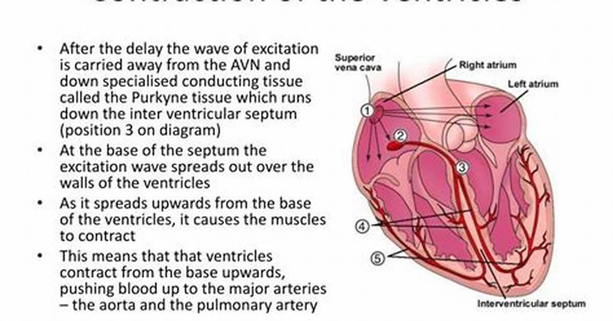 When the Ventricular Walls Contract, The
