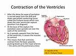 When the Ventricular Walls Contract, The