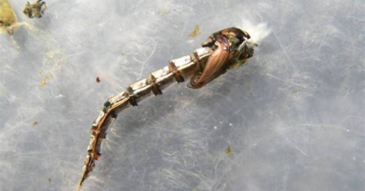 When to Fish Chironomids?