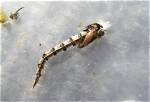 When to Fish Chironomids?