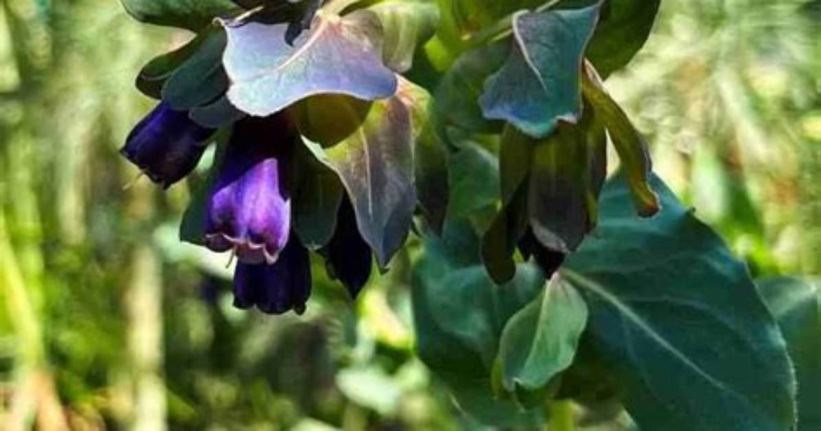 When to Harvest Honeywort?