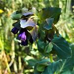 When to Harvest Honeywort?