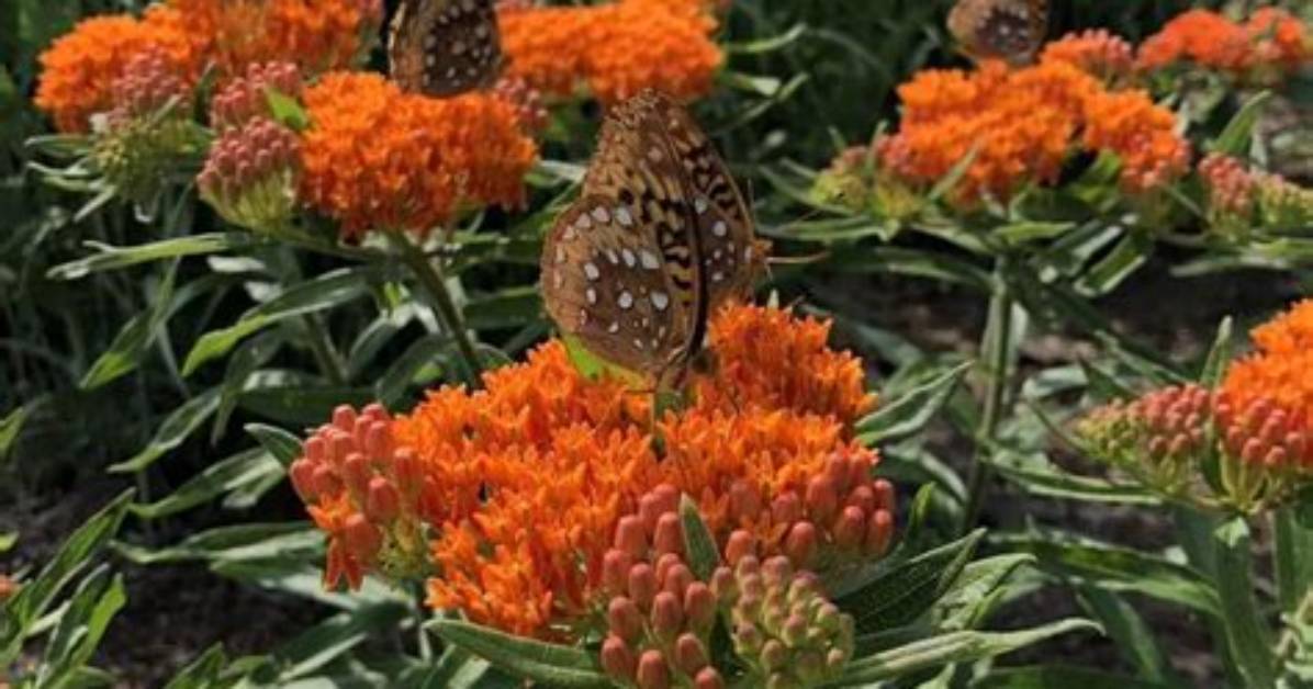 When to Plant Butterfly Milkweed?