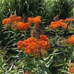 When to Plant Butterfly Milkweed?