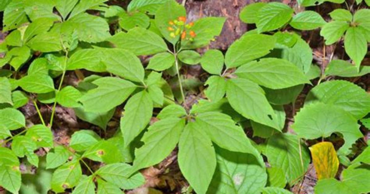 When to Plant Ginseng?
