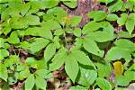 When to Plant Ginseng?