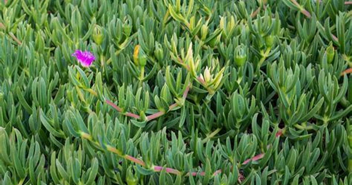 When to Prune Pigface?