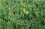 When to Prune Pigface?