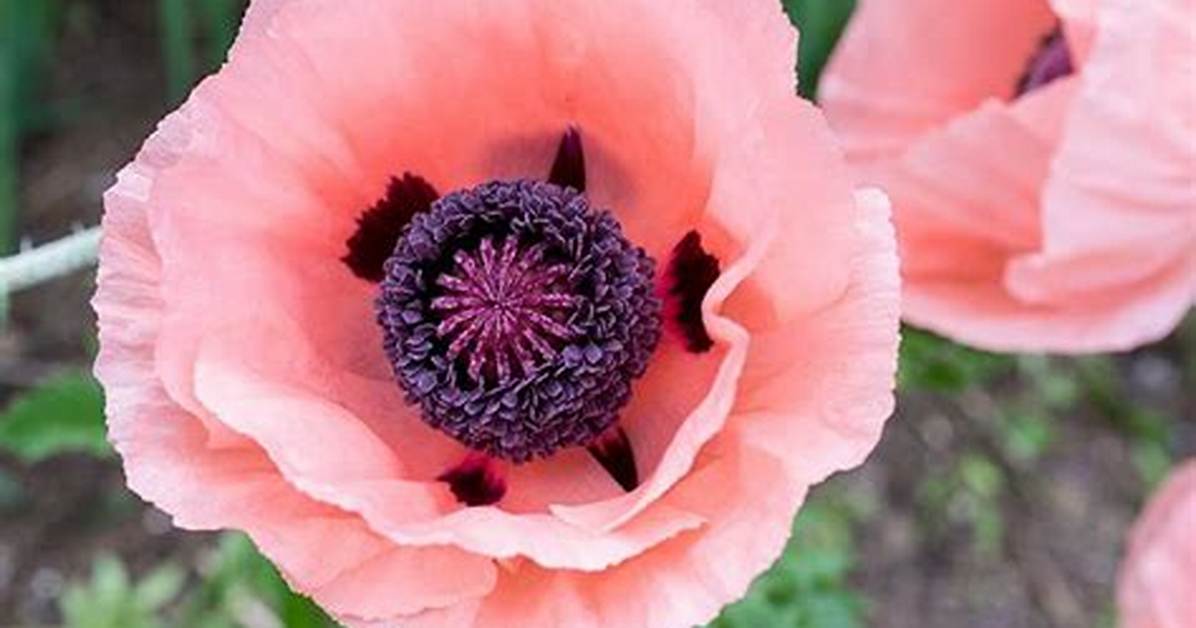 When to Sow Papaver Orientale?