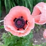 When to Sow Papaver Orientale?