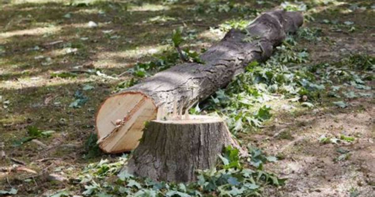 When to Use Cut Down?