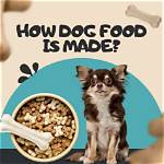 When Was Dog Made?