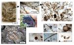 When Were Microfossils Found?