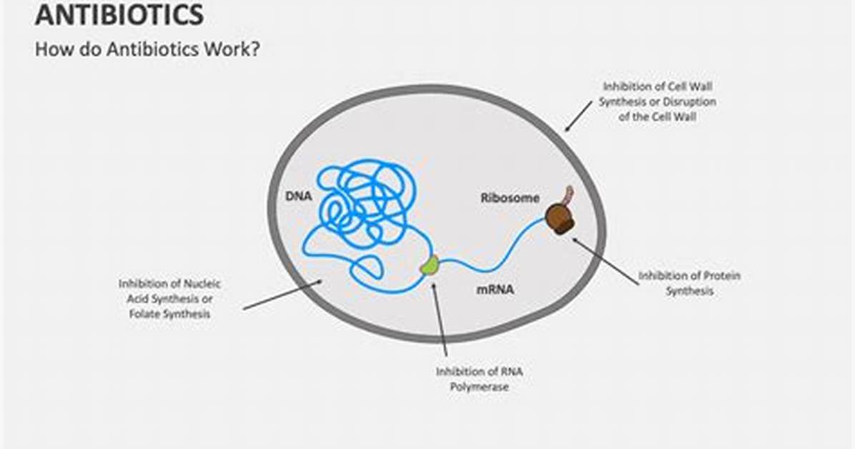 When Will Antibiotics Start Working?