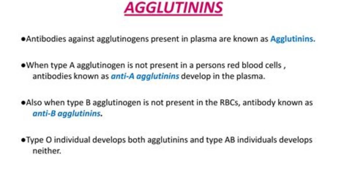 Where Are Agglutinins Found?