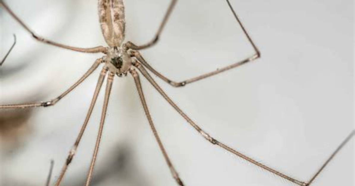 Where Are Daddy Long Legs from?