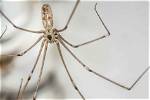Where Are Daddy Long Legs from?