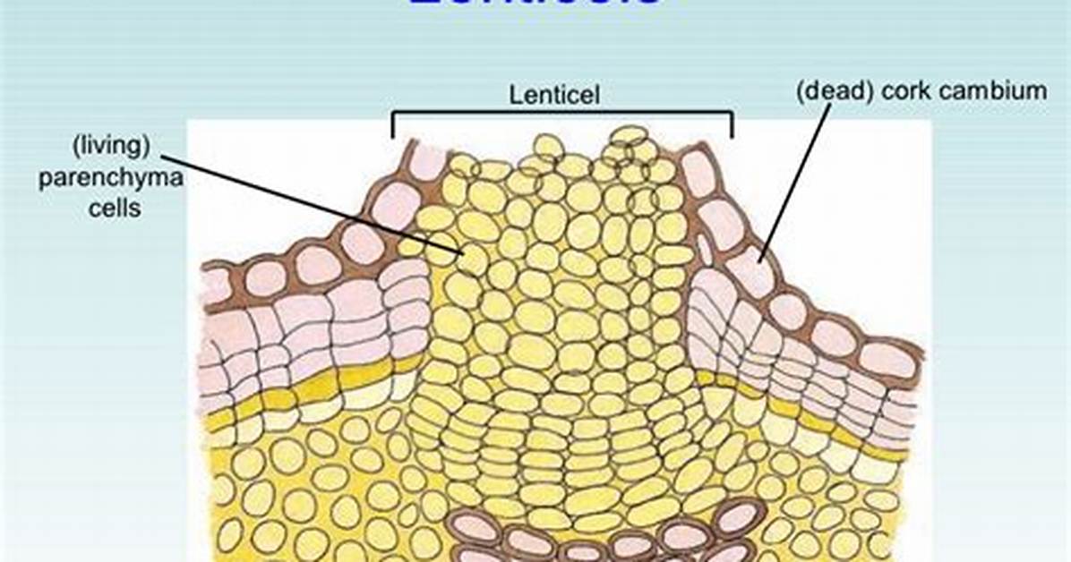 Where Are Lenticels Located?