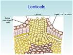 Where Are Lenticels Located?