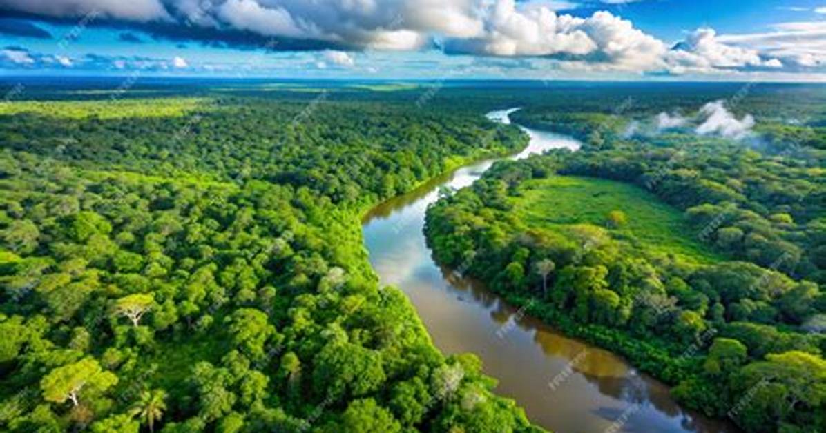 Where Are the Jungles in South America?