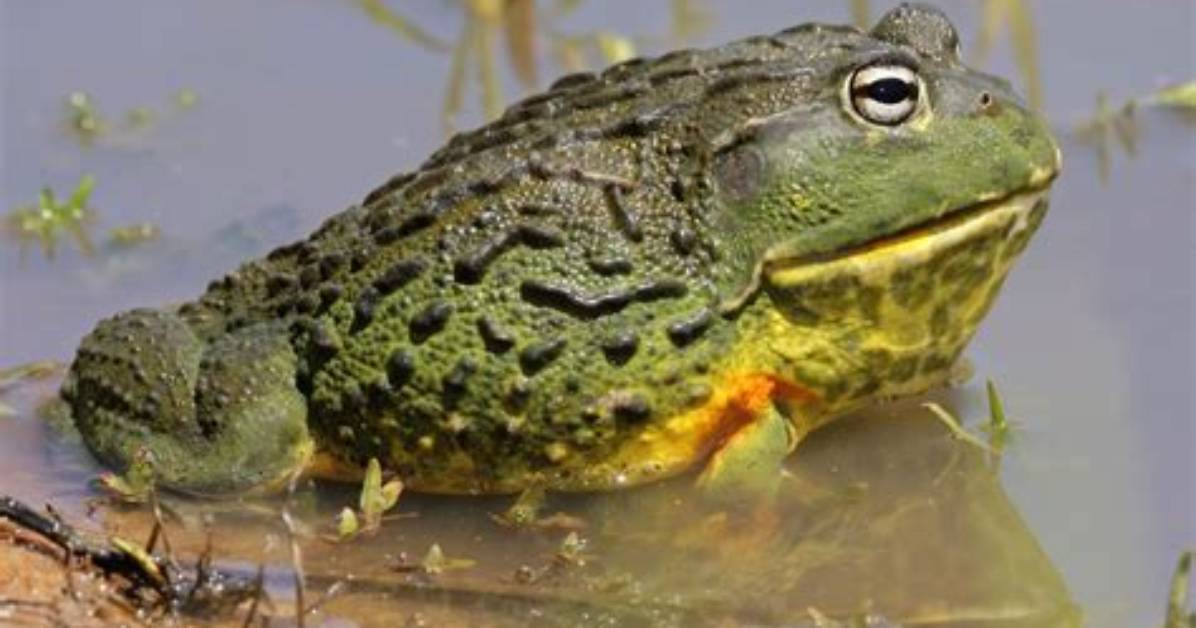 Where Bullfrog Are Found?