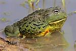 Where Bullfrog Are Found?