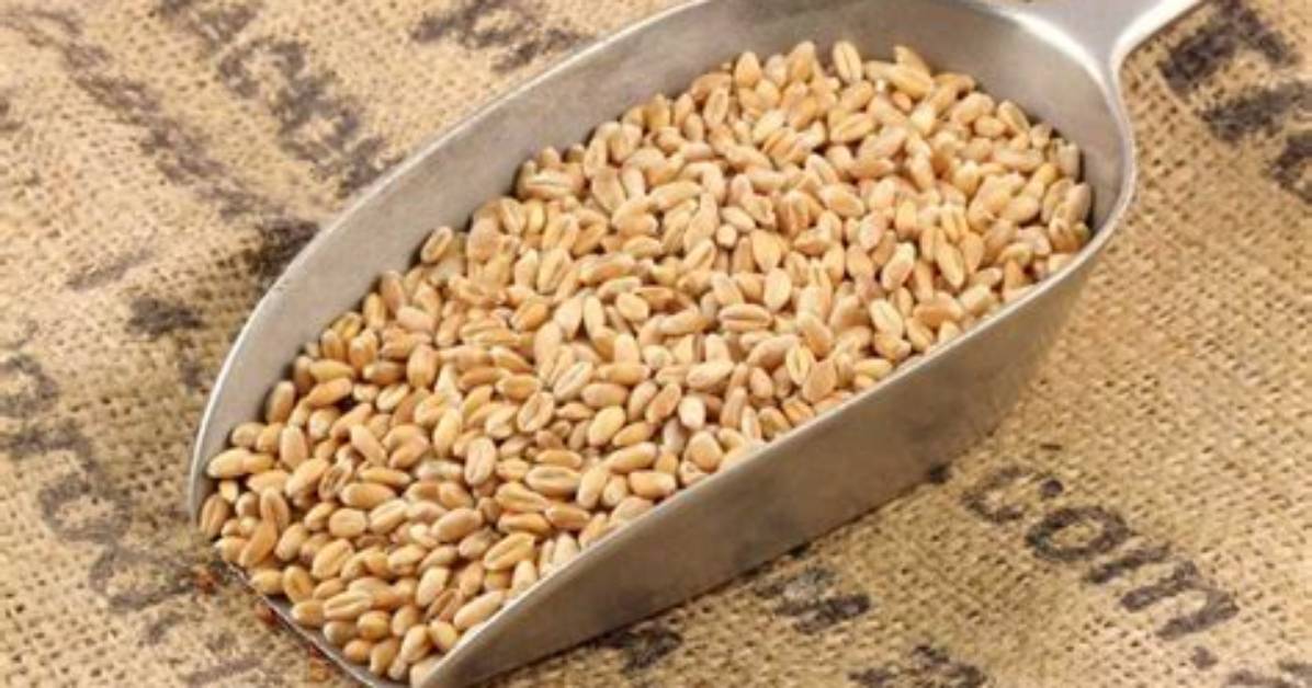Where Can I Buy Wheat Grain