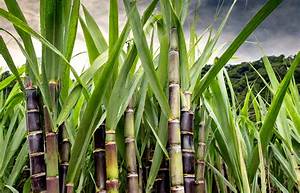 Where Can You Find Sugar Cane in Minecraft
