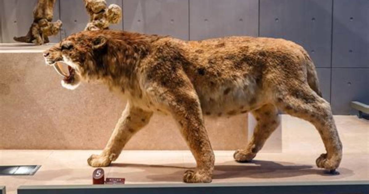 Where Did the Saber Toothed Tiger Live