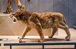 Where Did the Saber Toothed Tiger Live