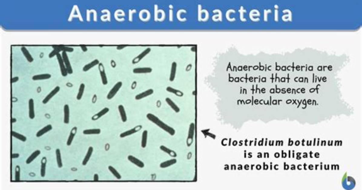 Where Do Anaerobic Bacteria Live?