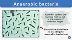 Where Do Anaerobic Bacteria Live?