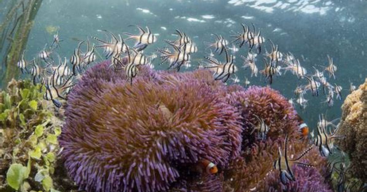 Where Do Anemones Live?