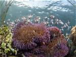 Where Do Anemones Live?