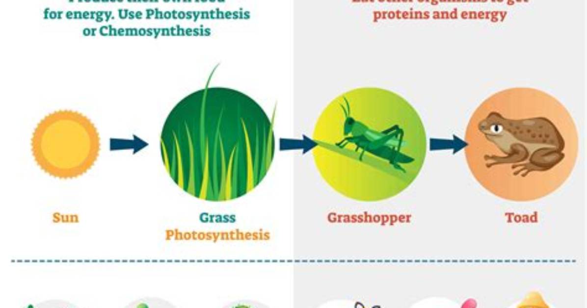 Where Do Autotrophs Get Food