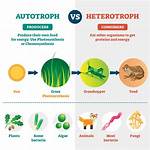 Where Do Autotrophs Get Food