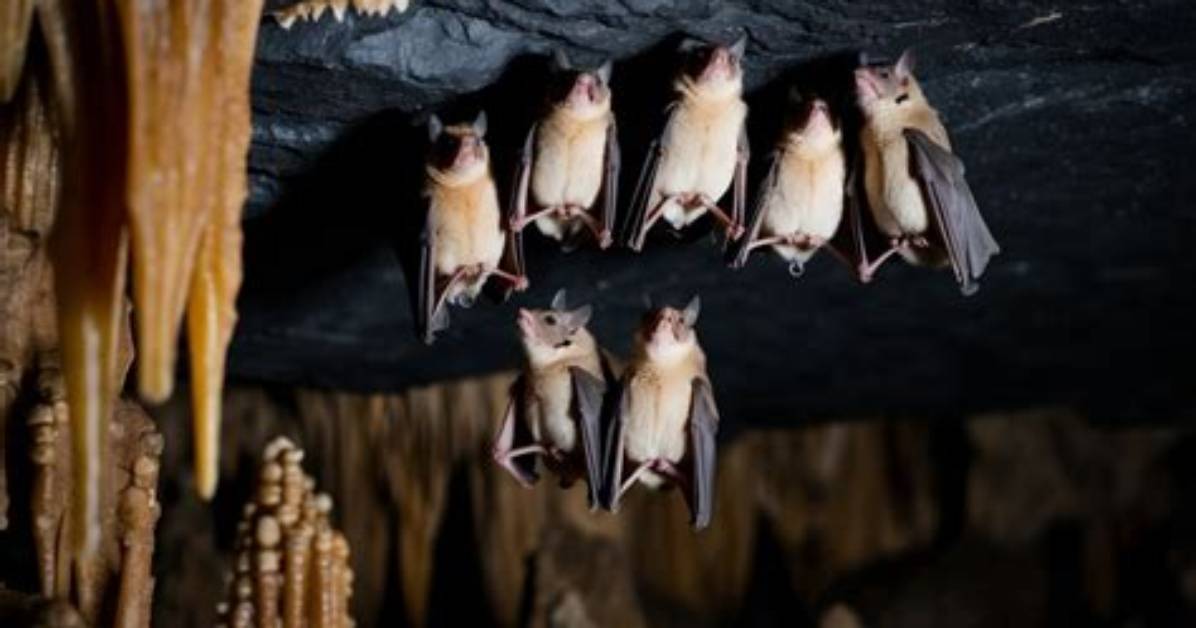 Where Do Bats Hide During the Day?