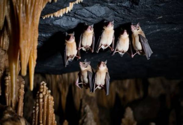 Where Do Bats Hide During the Day?