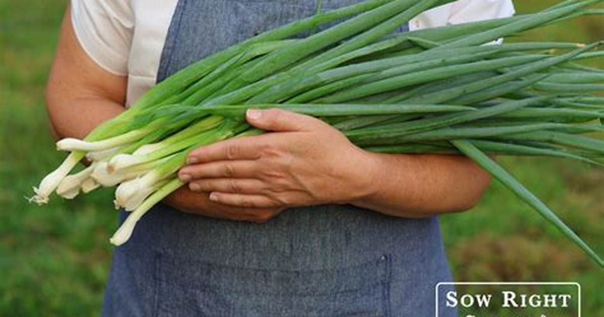 Where Do Canada's Onions Come from?