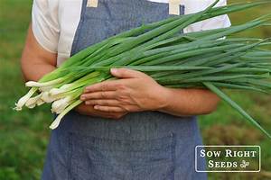 Where Do Canada's Onions Come from?