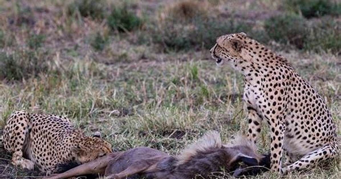Where Do Cheetahs Eat - Lisbd-Net. Com