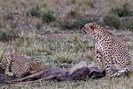 Where Do Cheetahs Eat - Lisbd-Net. Com