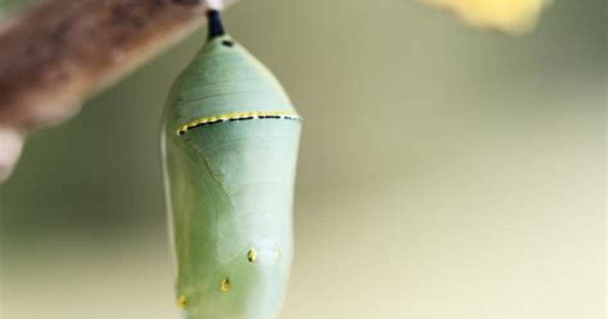 Where Do Cocoons Grow?