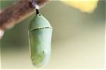 Where Do Cocoons Grow?