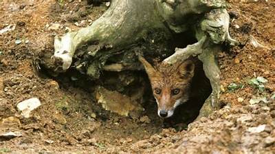 Where Do Foxes Build Their Dens?
