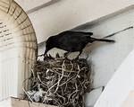 Where Do Grackles Nest?